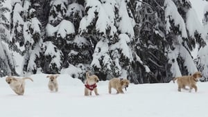 Snow Buddies – Abenteuer in Alaska