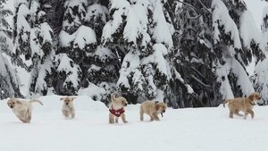 Echipa de Căței꞉ Aventuri în Alaska (2008) – Dublat în Română