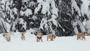 Snow Buddies