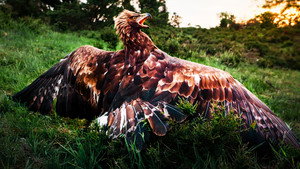 фото  - Смотреть Vilde vidunderlige Danmark бесплатно онлайн на Lord-Filmy