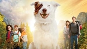 فيلم الدراما The Stray 2017 مترجم