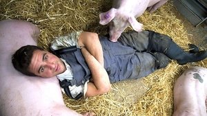 Pigs