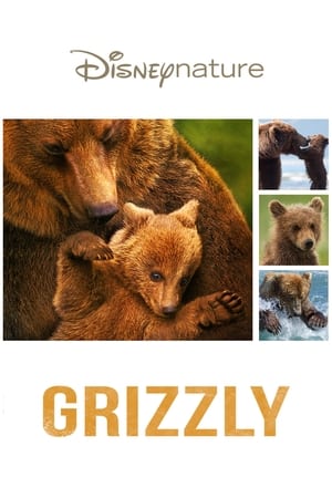 Poster Grizzly 2014