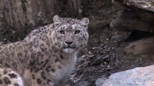 Image Snow Leopard: Beyond the Myth