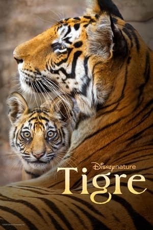 Poster Tigre 2024