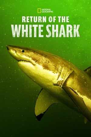 Poster Return of the White Shark (2023)