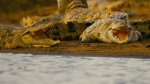 Hippo vs Croc (2014)