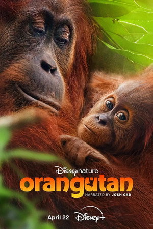 Orangutan