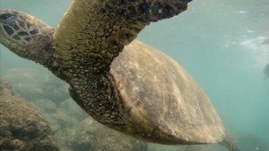 God Cares | StreamHub