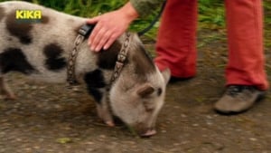 Image Schwein – Die superschlaue Mini-Sau