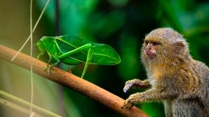 La selva