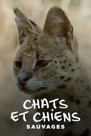 Image Chats et chiens sauvages