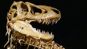 Dinosaures, la chasse aux fossiles