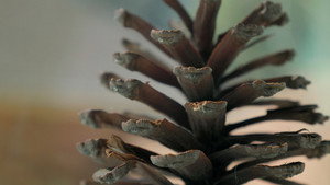 Where the Pine Cones Lie 3