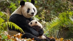 Disneynature: Nacidos en China (2016) HD 1080p Latino