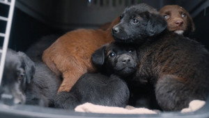 Must Love Dogs: 1×8
