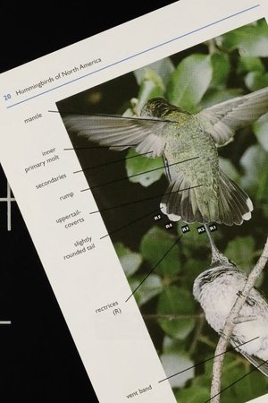 A Field Guide to Hummingbirds