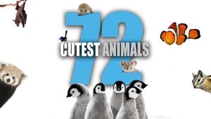 poster 72 Cutest Animals