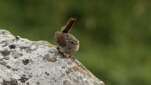 The Burren: Heart of Stone Song of our Ancestors