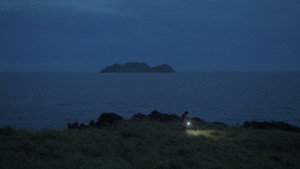 Searching for Orchids (2026)