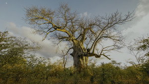 Secrets of the Enchanted Forests Extreme