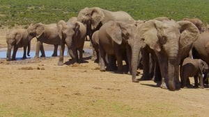Great Parks of Africa Addo Elephant National Park