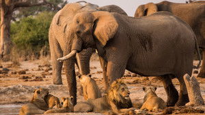 Predator v Prey: 1×1