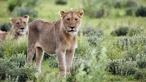 Vivre avec les lions du désert