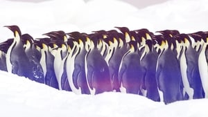 The Wonder of Animals Penguins