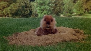 Caddyshack film complet