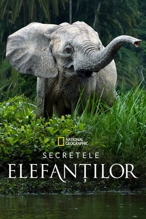 Image Secretele elefanților
