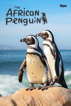Image The African Penguin