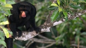 Amazon Monkey