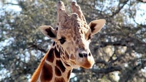 Image Giraffe Swap