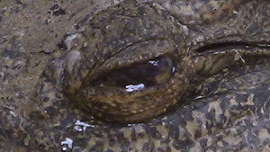 Notes of a Crocodile still 1