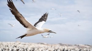 Nature The Ocean's Greatest Feast