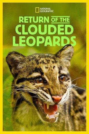 Return of the Clouded Leopards