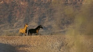 Image Rescuing Wild Australian Horses