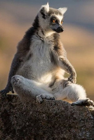 Guardians of Anja