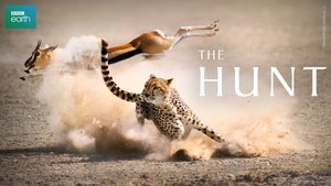 The Hunt