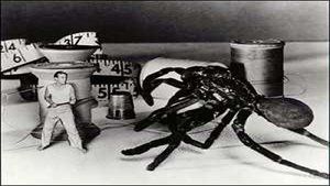 The Incredible Shrinking Man