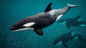 Secrets of the Whales Orca Dynasty