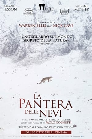 La pantera delle nevi 2021