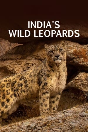 Image India's Wild Leopards