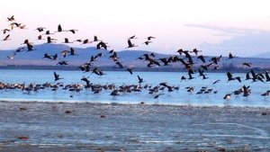 Great Migrations – Μεγάλες Μεταναστεύσεις