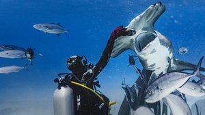 Oglądaj film World’s Biggest Hammerhead? PL