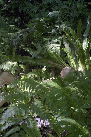 Pteridophilia 3