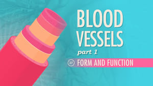 Crash Course Anatomy & Physiology Blood Vessels, Part 1 - Form and Function
