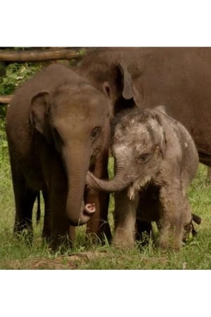 Poster Sri Lanka: Elephant Island (2013)
