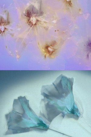 Flower Rain